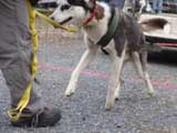 IWPA - Canine Weight Pull