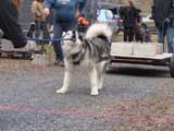IWPA - Canine Weight Pull