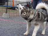 IWPA - Canine Weight Pull