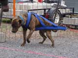 IWPA - Canine Weight Pull