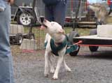 IWPA - Canine Weight Pull