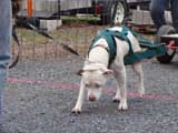 IWPA - Canine Weight Pull
