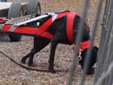 IWPA - Canine Weight Pull