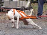 IWPA - Canine Weight Pull