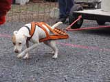 IWPA - Canine Weight Pull