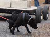 IWPA - Canine Weight Pull