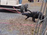 IWPA - Canine Weight Pull