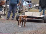 IWPA - Canine Weight Pull