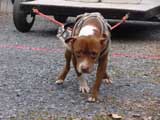 IWPA - Canine Weight Pull