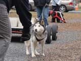 IWPA - Canine Weight Pull