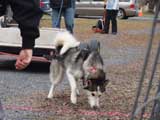 IWPA - Canine Weight Pull