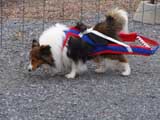 IWPA - Canine Weight Pull
