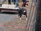 IWPA - Canine Weight Pull