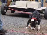 IWPA - Canine Weight Pull