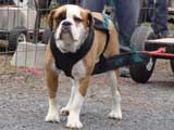 IWPA - Canine Weight Pull