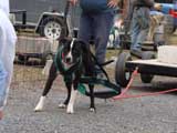 IWPA - Canine Weight Pull