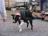 IWPA - Canine Weight Pull
