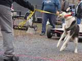 IWPA - Canine Weight Pull