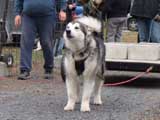 IWPA - Canine Weight Pull