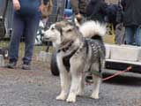 IWPA - Canine Weight Pull