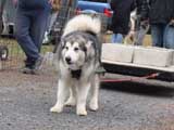 IWPA - Canine Weight Pull