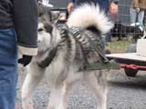 IWPA - Canine Weight Pull