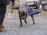 IWPA - Canine Weight Pull