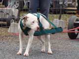 IWPA - Canine Weight Pull