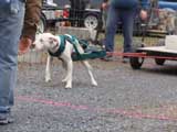 IWPA - Canine Weight Pull