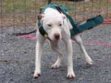 IWPA - Canine Weight Pull