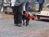 IWPA - Canine Weight Pull