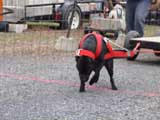 IWPA - Canine Weight Pull