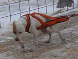 IWPA - Canine Weight Pull