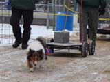IWPA - Canine Weight Pull