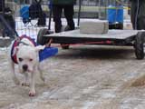 IWPA - Canine Weight Pull