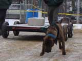 IWPA - Canine Weight Pull