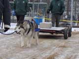 IWPA - Canine Weight Pull