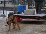 IWPA - Canine Weight Pull