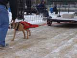 IWPA - Canine Weight Pull