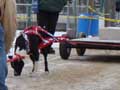 IWPA - Canine Weight Pull