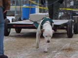IWPA - Canine Weight Pull