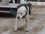 IWPA - Canine Weight Pull