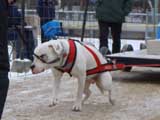 IWPA - Canine Weight Pull