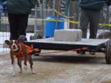 IWPA - Canine Weight Pull