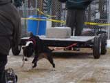 IWPA - Canine Weight Pull