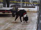 IWPA - Canine Weight Pull