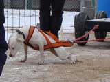 IWPA - Canine Weight Pull