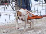 IWPA - Canine Weight Pull
