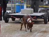 IWPA - Canine Weight Pull