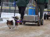 IWPA - Canine Weight Pull